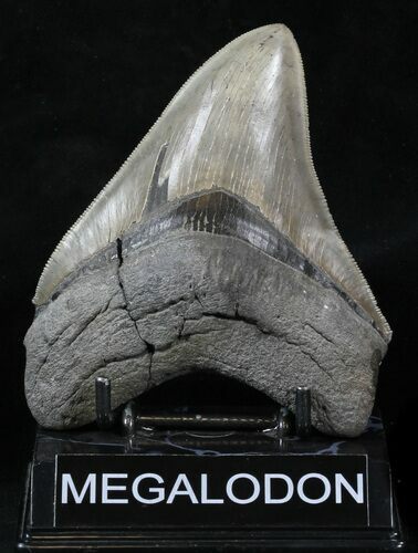 Sharply Serrated Megalodon Tooth #32834